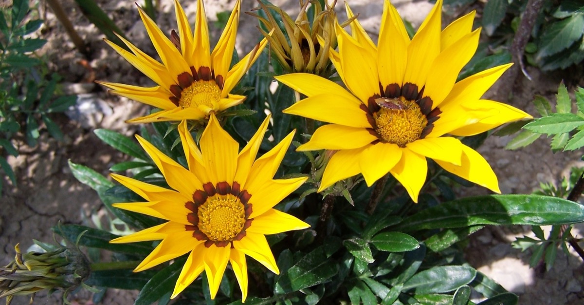 Mon cœur a frémi de paroles bonnes (Ps 45,2) — Du silence habité à la Parole vivifiante